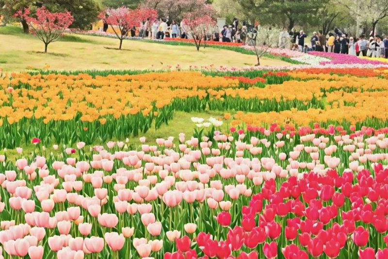 4月7月 花开正浓.jpeg