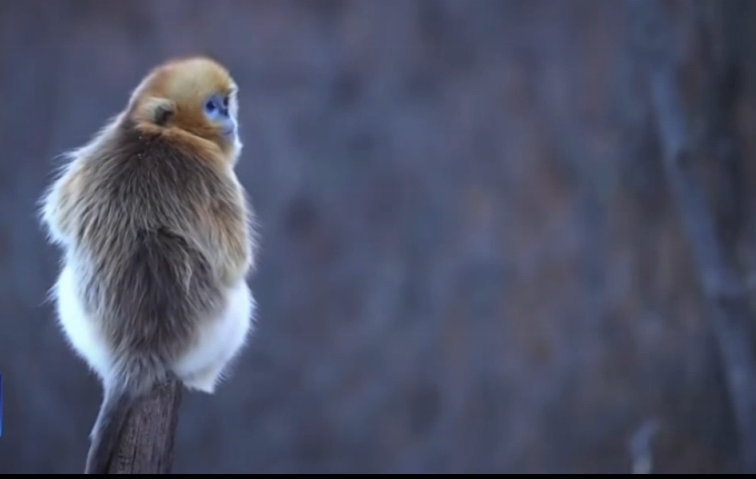 陕西周至，金丝猴的秦岭“乐园”